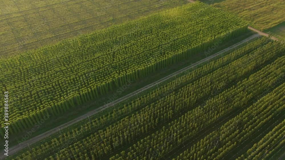 AERIAL: Empty country road runs through a vibrant hop plantation illuminated by the golden evening sunshine. Scenic aerial shot of lush green fields of hops thriving in the warm summer eve sunlight. AERIAL: Empty country road runs through a vibrant hop plantation illuminated by the golden evening sunshine. Scenic aerial shot of lush green fields of hops thriving in the warm summer eve sunlight.