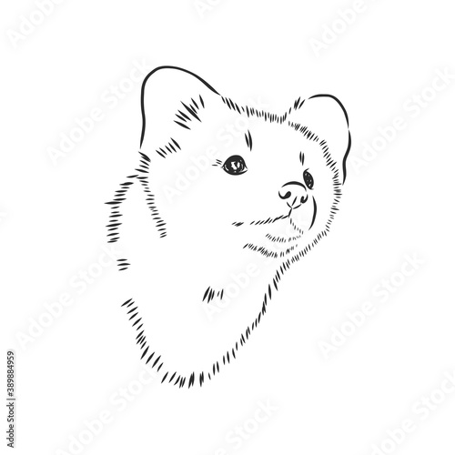 Sable or Martes zibellina, illustration of Sable. sable animal vector sketch illustration