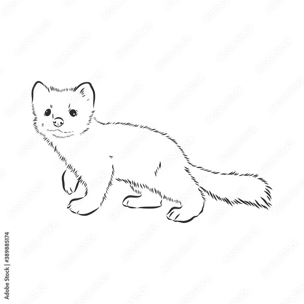 Sable or Martes zibellina, illustration of Sable. sable animal vector sketch illustration Sable or Martes zibellina, illustration of Sable. sable animal vector sketch illustration