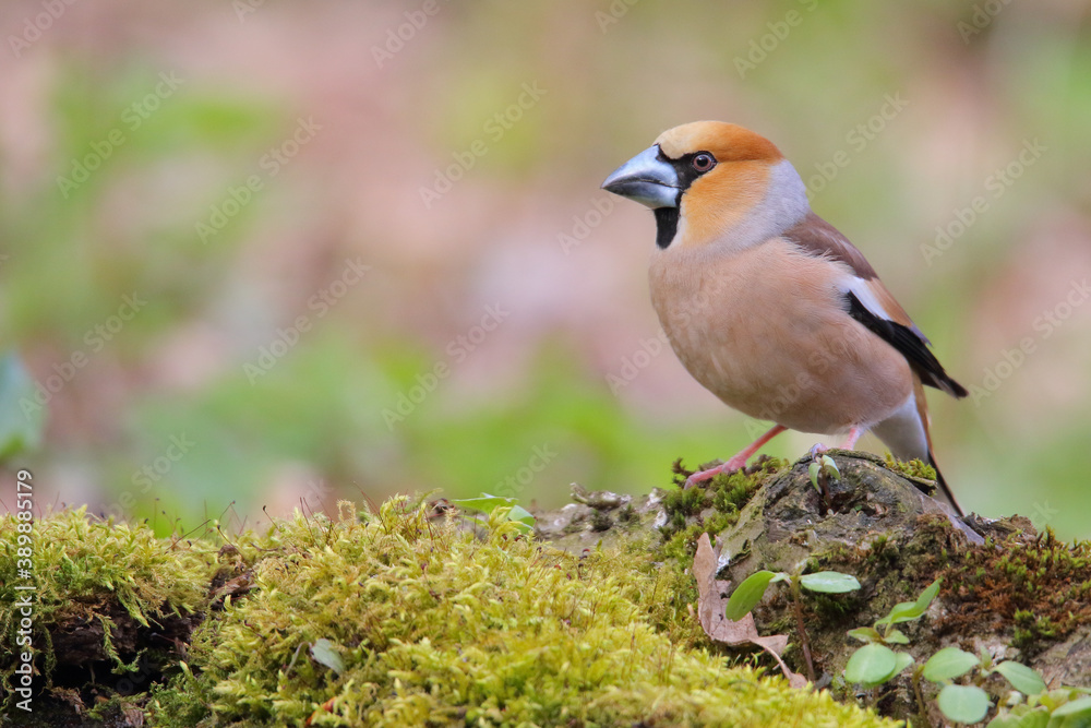 Hawfinch. Bird in spring. Coccothraustes coccothraustes Hawfinch. Bird in spring. Coccothraustes coccothraustes