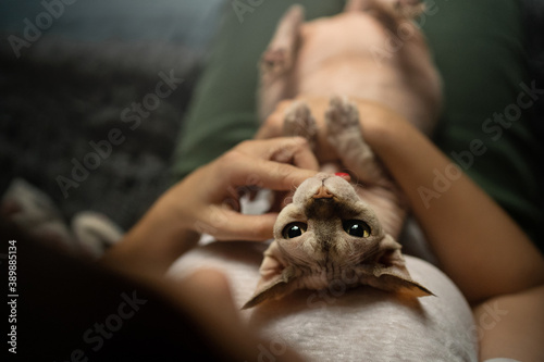 cat in hand  © Анна Свиридова