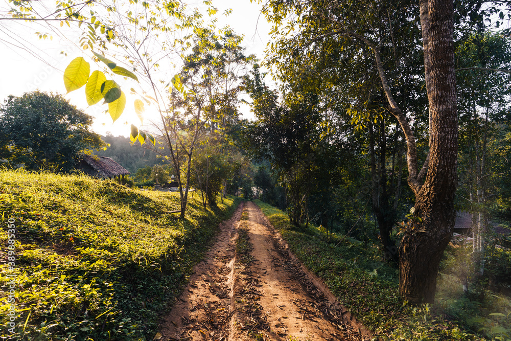Naklejka premium Green tea tree Assam tea leaves on the mountain in the evening
