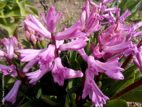 Purple crocuses in the sun in early spring at the dacha