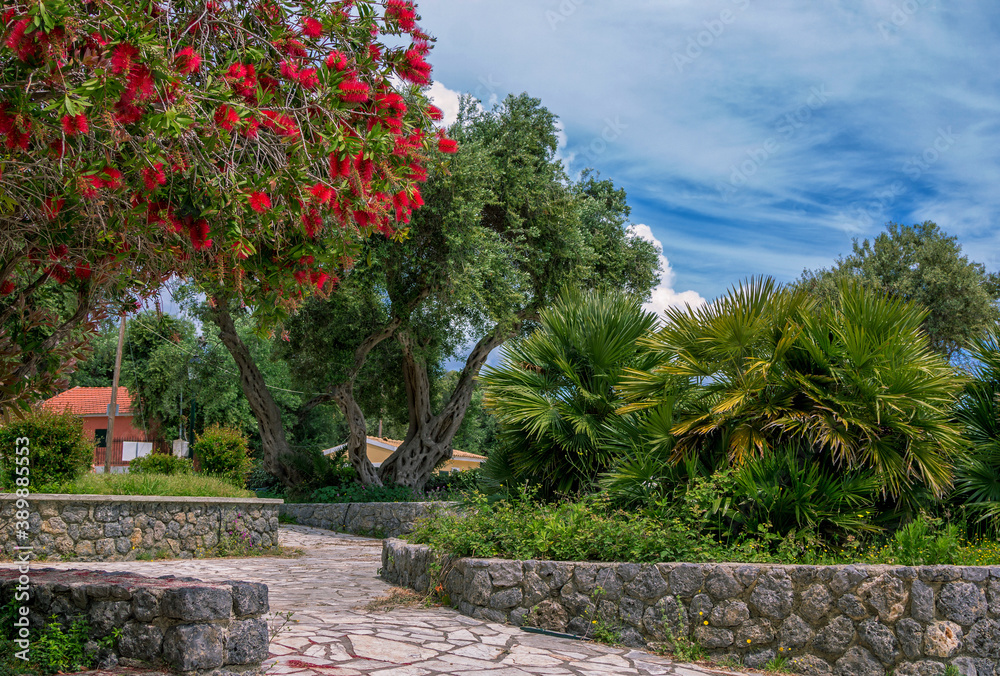 Summer landscape – beautiful park with olive and palm trees, blooming callistemon with red flowers and blue sky.