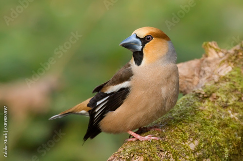 Fototapete Hawfinch. Bird in spring. Coccothraustes coccothraustes