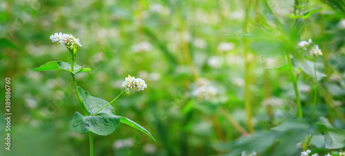 Green buckwheat plant during flowering with white flowers on the background of buckwheat field. Selective focus. Agricultural background, banner with with space for text
