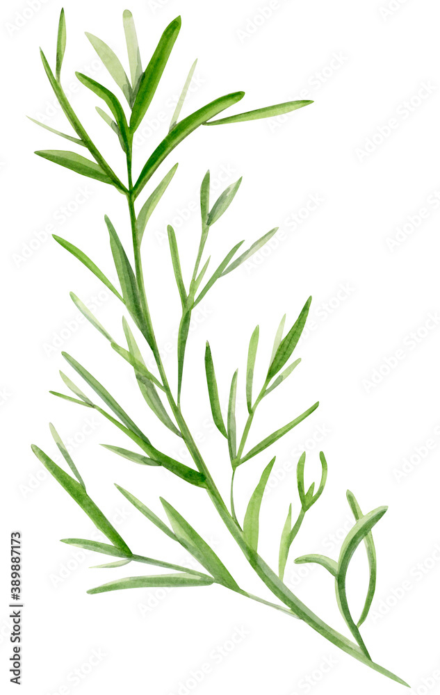 Watercolor branch of juniper leaves. For decoration of postcards, design works, souvenirs, packaging design, invitation, wrapping.
