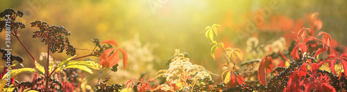 Autumn view of black elderberry in the rays of the autumn sun  banner with selective focus and space for text