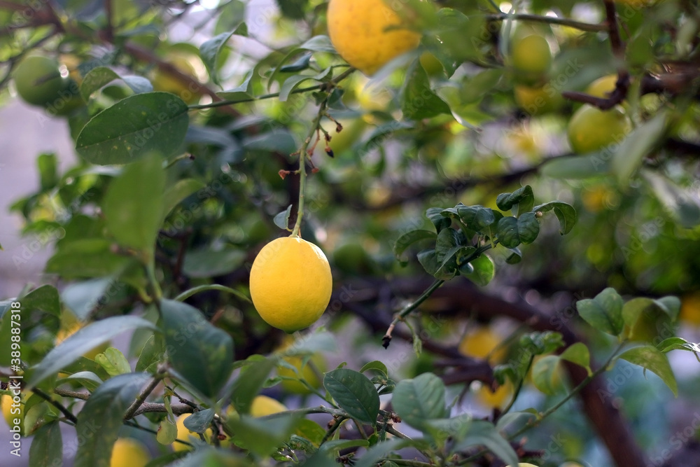 Lemons on the tree. Selective focus.