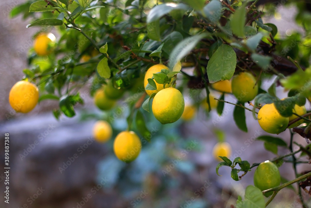 Lemons on the tree. Selective focus.