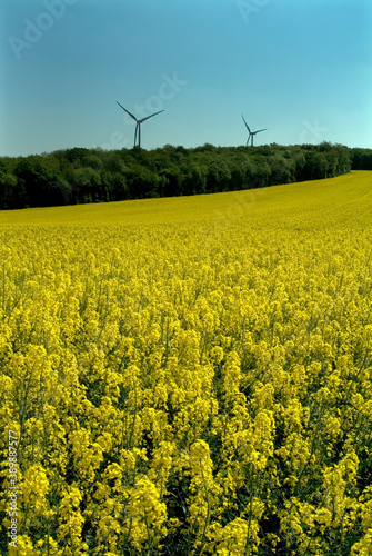 Rape Seed Field and Wind Turbines