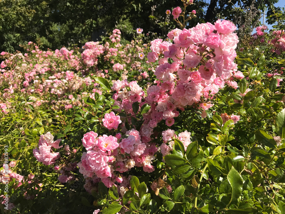 Obraz premium pink flowers in the garden