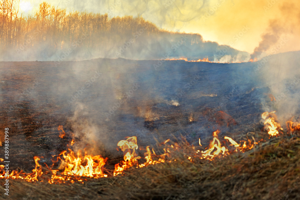 Open flame. Burning dry grass in the field. Extreme disaster and forest fires during a drought.