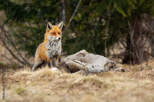 Shy red fox, vulpes vulpes, waiting near a kill of roe deer, capreolus capreolus, buck in winter nature. Alert mammal predator protecting prey laying on dry yellow grass on a glade.