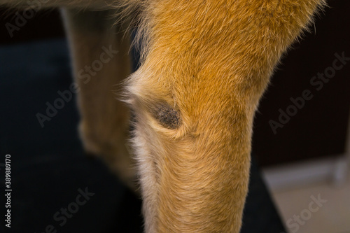 Callus pyoderma of the elbow in a two-year-old dog. Although the dog had soft bedding, it chose to spend time lying on a metal fire escape during the day