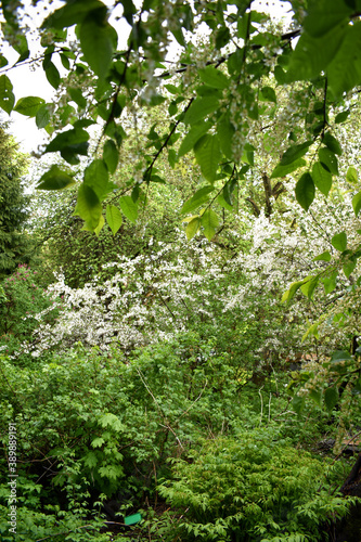 Fototapeta Naklejka Na Ścianę i Meble -  white swans bloom in the spring garden