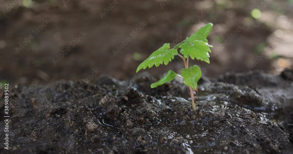 sprout in the ground sprout in the ground