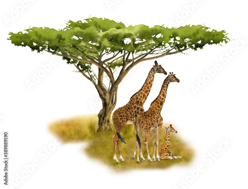 Canvas Print Giraffes' family on the savannah near the tree hand drawn in watercolor isolated on a white background