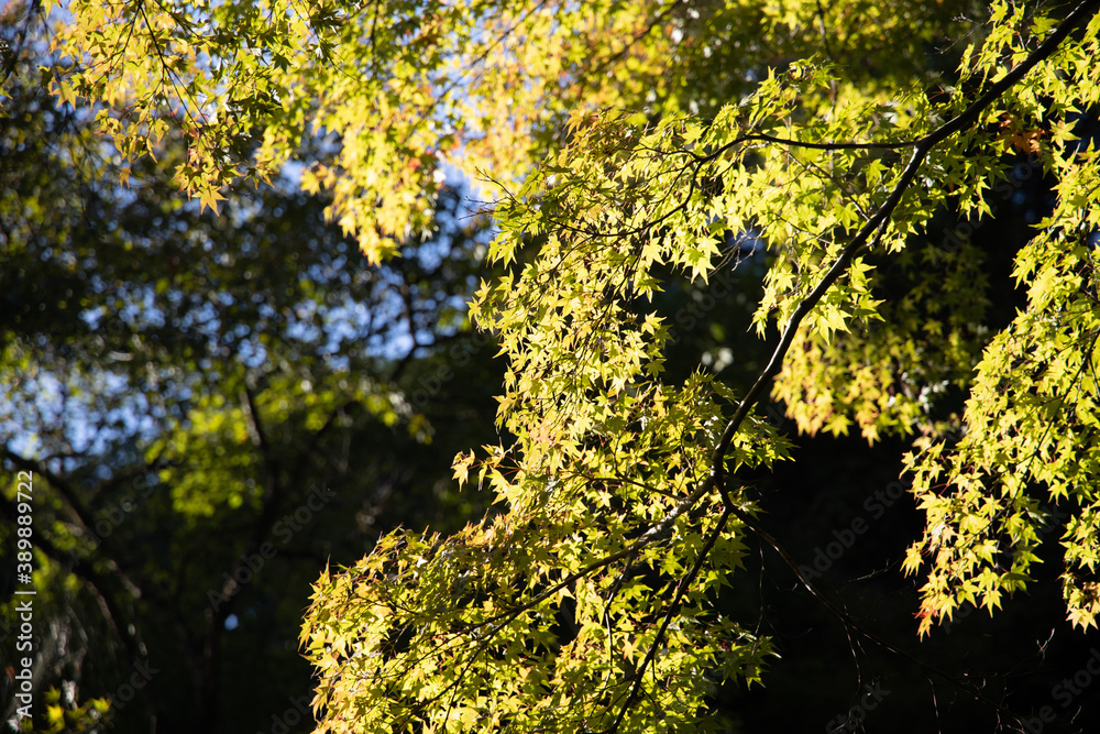 Fototapeta premium 紅葉途中の木の葉