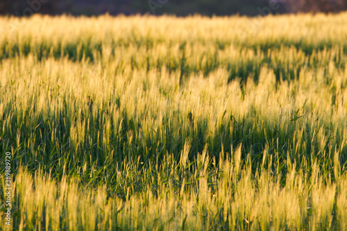 Sunset on wheat field. 

Toscana, Italy photo