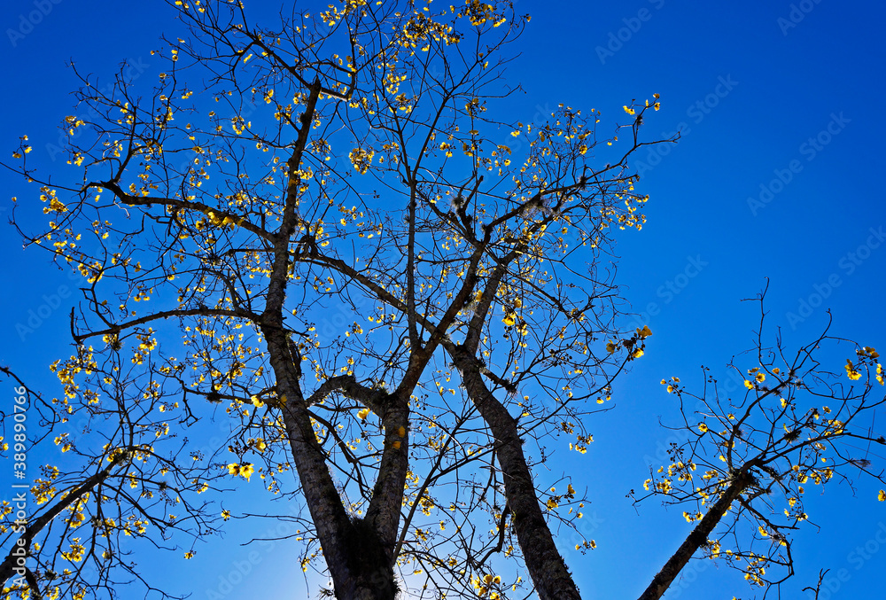 Yellow flowers on tree (Cochlospermum vitifolium), Rio de Janeiro, Brazil Yellow flowers on tree (Cochlospermum vitifolium), Rio de Janeiro, Brazil