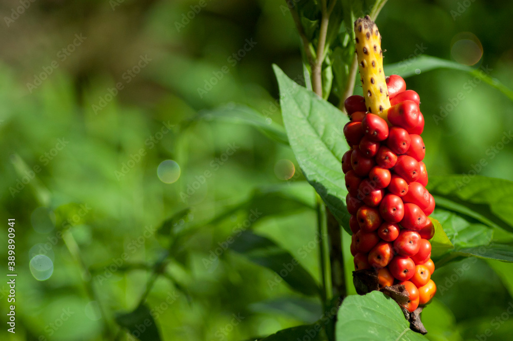 Asian plant called Amorphophallus in the farm Asian plant called Amorphophallus in the farm