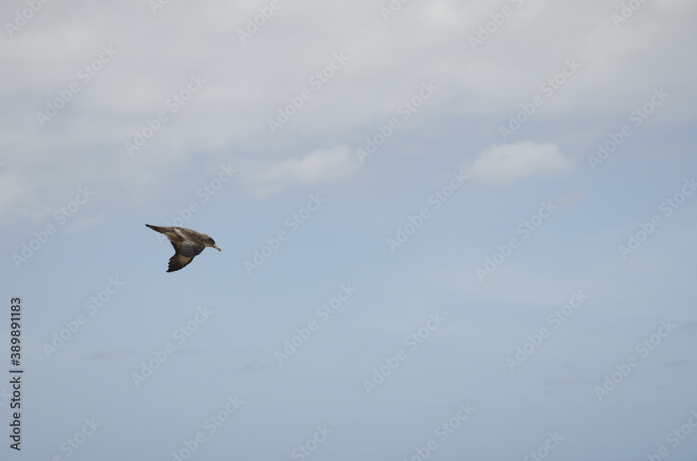 Juvenile Cory's shearwater Calonectris borealis in flight. La Caleta. Agaete. Gran Canaria. Canary Islands. Spain. Juvenile Cory's shearwater Calonectris borealis in flight. La Caleta. Agaete. Gran Canaria. Canary Islands. Spain.