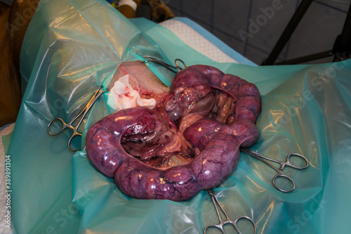 close-up photo of a pyometra surgery at the veterinary clinic photo