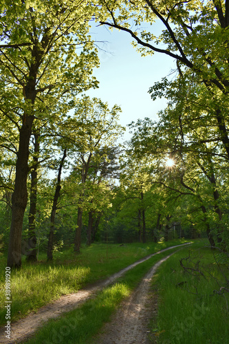 sunset in the summer green forest