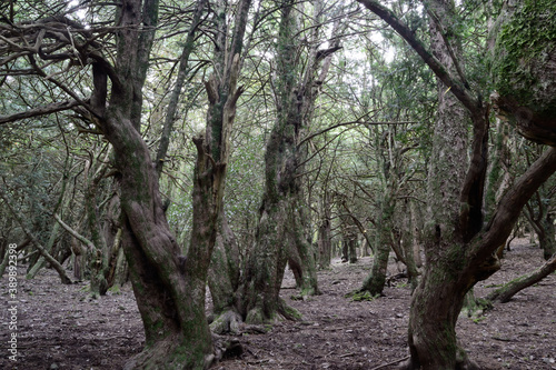 Il bosco di Sos Nibberos