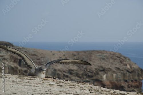 Juvenile Cory s shearwater Calonectris borealis taking flight. Medio Almud. Mogan. Gran Canaria. Canary Islands. Spain.