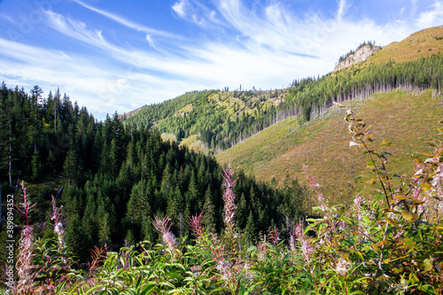 Pink fireweed (Chamaenerion angustifolium) flowers in Lejowa Valley in Tatra Mountains, with coniferous forest, pine trees and meadows in the background, blue sky, Poland.
