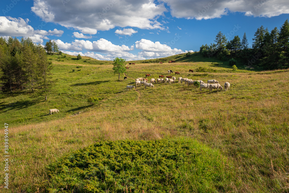 troupeau de vaches dans les montagnes