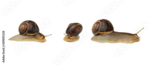 brown snail isolated on white background