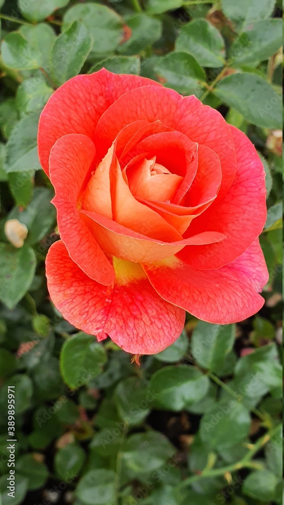 Fototapeta premium red rose with water drops