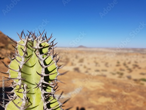 cactus in the desert