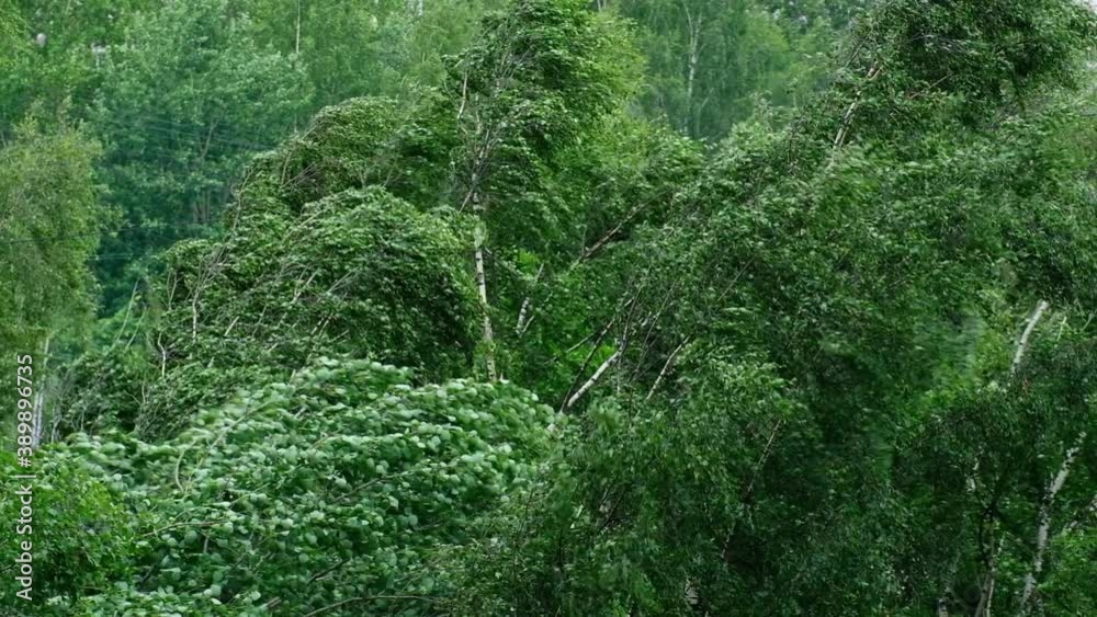 Strong storm shakes trees from wind in summer Strong storm shakes trees from wind in summer