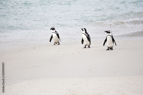 Close up view of African penguins on Boulders Beach in Cape town in the Western Cape of South Africa