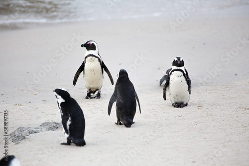 Close up view of African penguins on Boulders Beach in Cape town in the Western Cape of South Africa