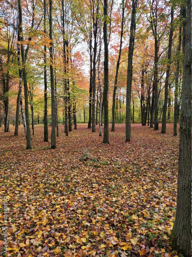 True autumn colors True autumn colors