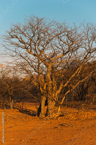 tree by dry season