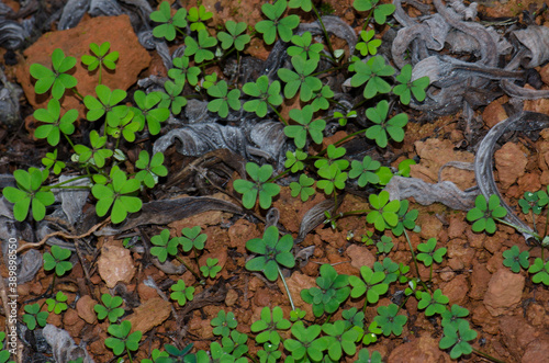 Bermuda buttercup Oxalis pes-caprae in Los Marteles Special Natural Reserve. Valsequillo. Gran Canaria. Canary Islands. Spain. photo