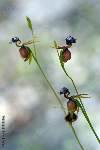 Unusual flowers of the Australian native Large Duck Orchid, Caleana major, family Orchidaceae. Also called the Flying Duck Orchid as they resemble a duck in flight. Found in woodland in Sydney, NSW © KHBlack