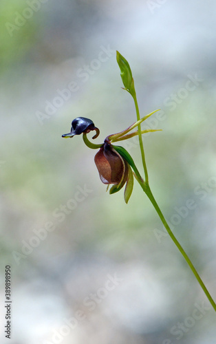 Flower of the Australian native Large Duck Orchid, Caleana major, family Orchidaceae. Found in woodland in Sydney, NSW, Australia. Endemic to the east coast of Australia, South Australia and Tasmania