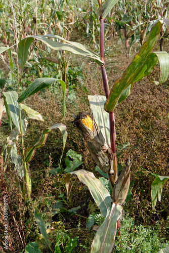 Maïs avant la moisson en automne 