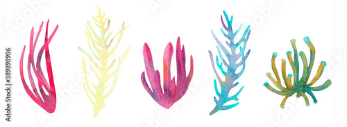 Coral reef watercolor illustration elements. Hand drawn underwater sea life decorative set. Beautiful bright aglae  marine life on white background