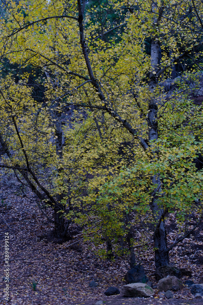 Black poplars Populus nigra in Las Cumbres Protected Landscape. San Mateo. Gran Canaria. Canary Islands. Spain. Black poplars Populus nigra in Las Cumbres Protected Landscape. San Mateo. Gran Canaria. Canary Islands. Spain.