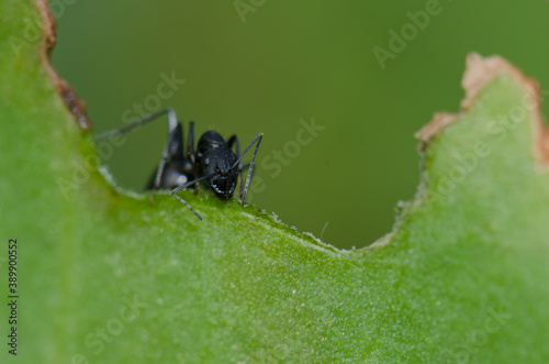 Ant Camponotus rufoglaucus feai on a leaf. Lomito de Los Bueyes. Ingenio. Gran Canaria. Canary Islands. Spain.