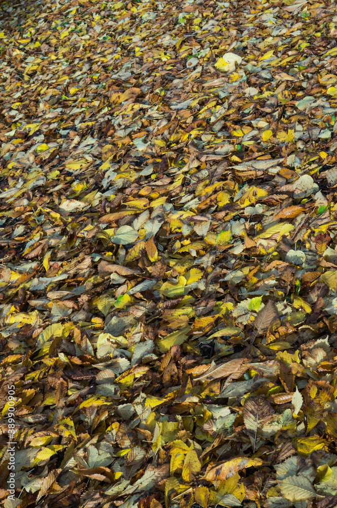 Autumn in Scania Malmö Sweden with landscapes, flowers and leaves and mushrooms Autumn in Scania Malmö Sweden with landscapes, flowers and leaves and mushrooms