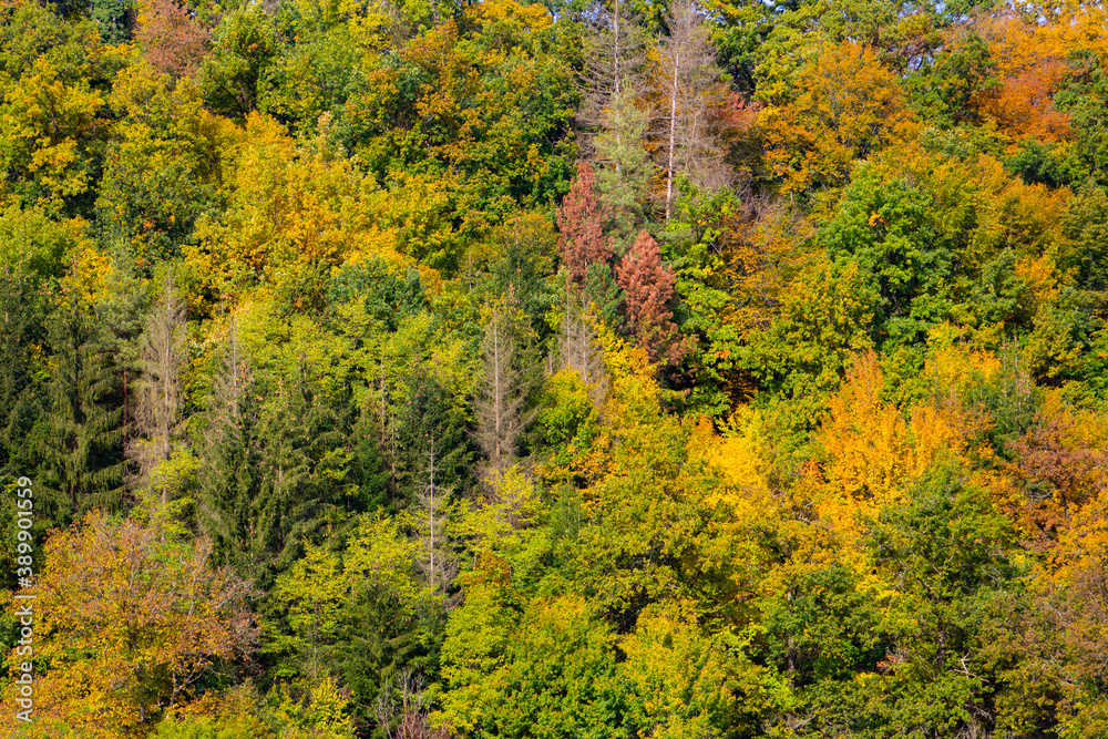 Autumn forest colors for natural background